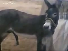 Exclusive zoo fetish movie featuring a mule licking its own swollen pecker